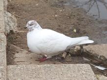 کبوتر پرشی ماده در شیپور