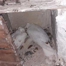 کبوتر ککیلی گوچک