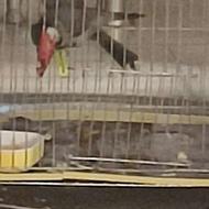 سهره اهوازی