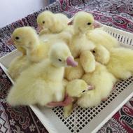 جوجه قوغازلیندا اصیل