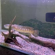 چانا گلدن کبری