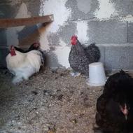 فروش کوشین پا پر