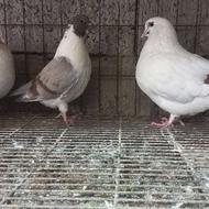 کبوتر تزئینی نژاد کینگ