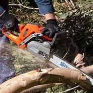 قطع درخت و خرید چوب درختان باغی و هرس مرکبات با اره موتوری