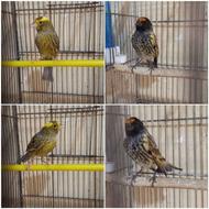 قناری لیزاردقرص،گلبسرنر