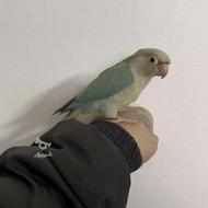 دو عدد جوجه طوطی گرینچیک تراکوییس پایین اپل