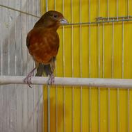 قناری نر سرخ چشمنواز قرص