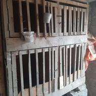 لانه خروس لاری