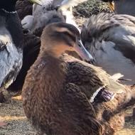 اردک روئن فرانسه ،خروس آیام سمانی