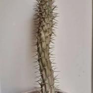 کاکتوس ماداگاسکار