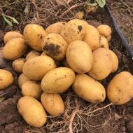 سیب زمینی اگریا