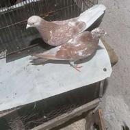 کبوترنروماده