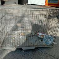 قفس سالم 40 در 30