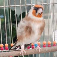 سهره نشون دار زیر گلو وپشت کت جوجه قفس 2ساله جفتی قناری