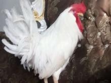 خروس با تغذیه اُرگانیک در شیپور