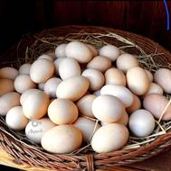 فروش تخم مرغ محلی و ارگانیک و نطفه دار