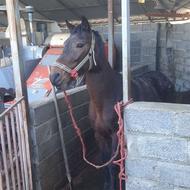 1عدد اسب سواری نژاد کرد نریان