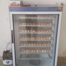 دستگاه جوجه کشی 588تایی بلدرچین دماوند