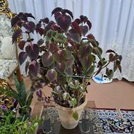 گل طبیعی خوشگل