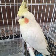 عروس هلندی ماده با قفس