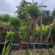 یوکا تنه دار ، بن سای بالغ ، شمشاد طلایی 2 و 3 متری