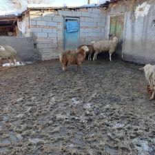 فروش4عدد گوسفند بره دار