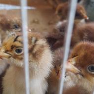 سلام دوستان جوجه گلپایگانی رنگی و اردک بصورت تکی و عمده