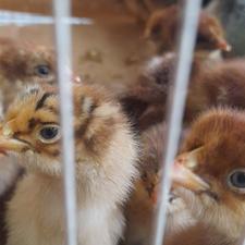 سلام دوستان جوجه گلپایگانی رنگی و اردک بصورت تکی و عمده