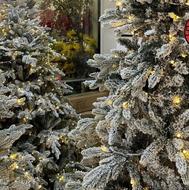 فال قهوه وتاروت