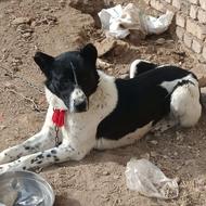 سگ آدم گیر بشرط واگذاری