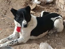 سگ آدم گیر بشرط واگذاری در شیپور