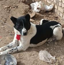 سگ آدم گیر بشرط واگذاری