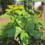 تعدادی نهال آووکادو