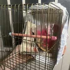 قفس پرنده از مدل بازاری مناسب برای فنچ با لوازم