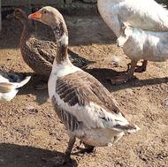 معاوضعهبامرغلاری