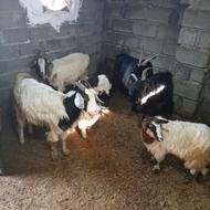 فروش بز آبستن سنگین با بزغاله