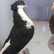 2 تا کفتر ماده