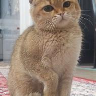 گربه اسکاتیش تریپل فولد