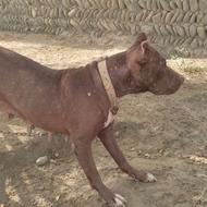 ماده پیتبول (قصرقند)