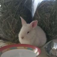 خرگوش های چلوندنی و زینتی