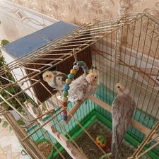 پرنده عروس هلندی