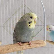 جفت مرغ عشق اوپالین گلدفیس از نسل رینبو سر تخم