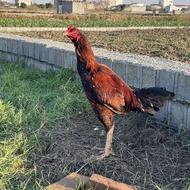 جوجه خروس لاری به شرط