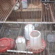 باعرض سلام 1عددقفس مرغ به فروش میرسدجای تخفیف داربرامشتری