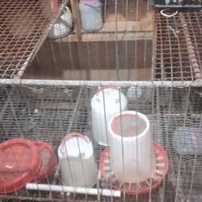 باعرض سلام 1عددقفس مرغ به فروش میرسدجای تخفیف داربرامشتری