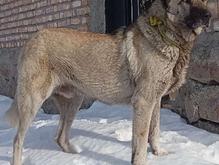 واگذاری سرابی خالص نصل دار در شیپور