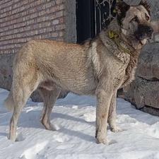 واگذاری سرابی خالص نصل دار