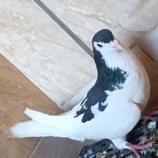 کفتر خال سیاه