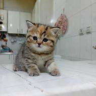 گربه بیریتیش انگلیس