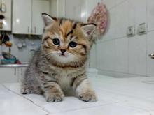 گربه بیریتیش انگلیس در شیپور